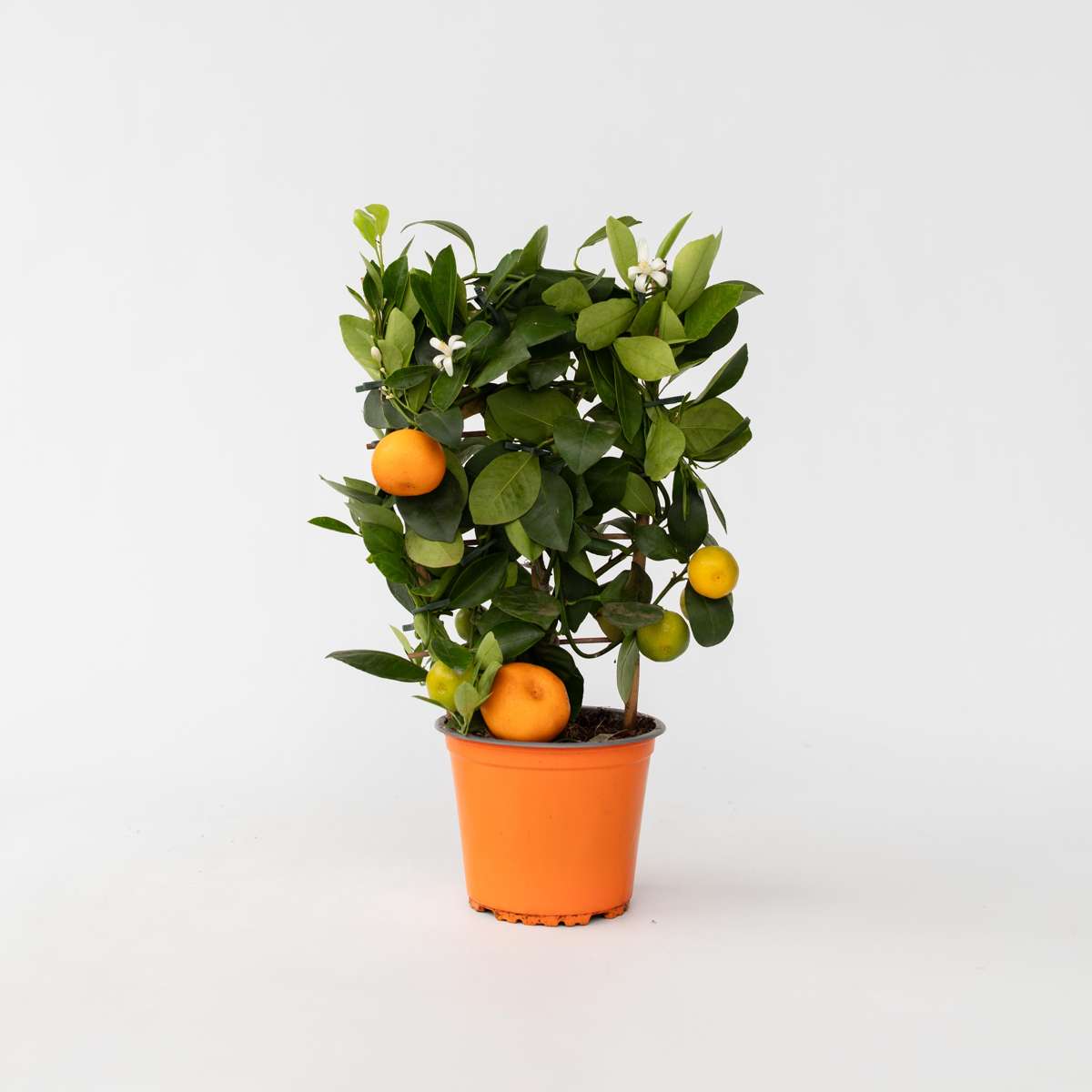 Fruit Trees Apelsinträd - Citrus Mitis 'Calamondin' - Höjd 35-40Cm - ⌀14Cm
