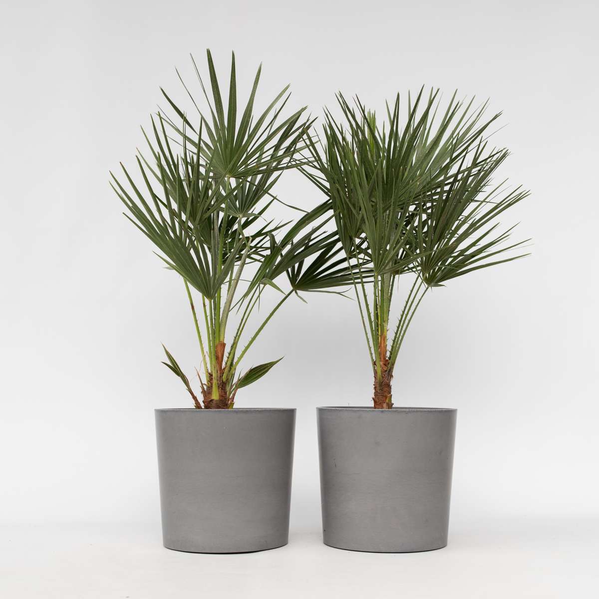 Florastore Europeiska Dvärgpalm - Set Om 2 - Chamaerops Humilis - Höjd 70-80Cm - ⌀21Cm