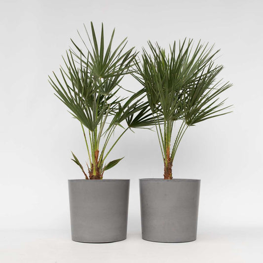 Florastore Europeiska Dvärgpalm - Set Om 2 - Chamaerops Humilis - Höjd 70-80Cm - ⌀21Cm