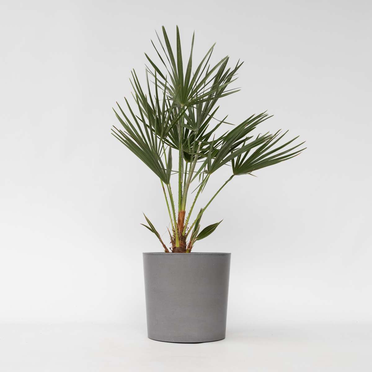 Florastore Europeiska Dvärgpalm - Chamaerops Humilis - Höjd 70-80Cm - ⌀21Cm