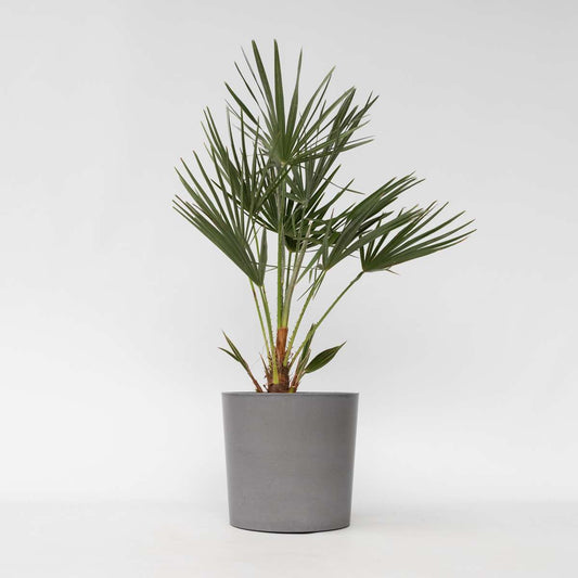 Florastore Europeiska Dvärgpalm - Chamaerops Humilis - Höjd 70-80Cm - ⌀21Cm