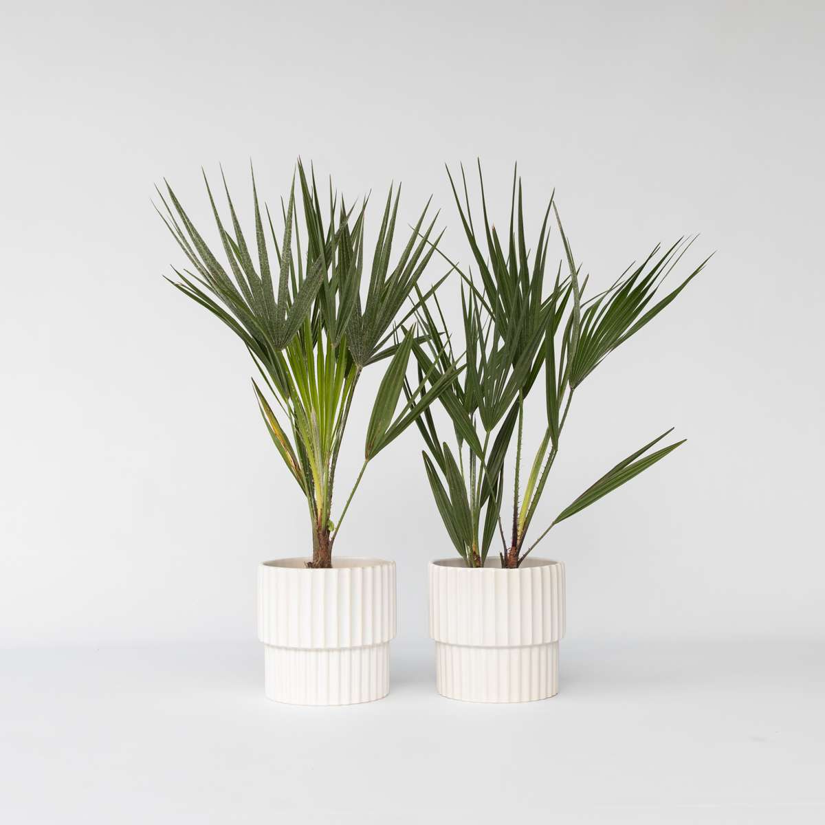 Florastore Europeiska Dvärgpalm - Set Om 2 - Chamaerops Humilis - Höjd 50-60Cm - ⌀15Cm
