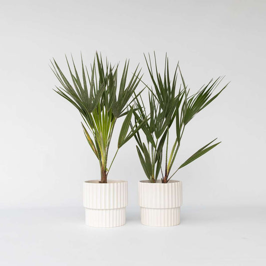 Florastore Europeiska Dvärgpalm - Set Om 2 - Chamaerops Humilis - Höjd 50-60Cm - ⌀15Cm