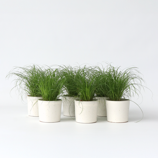 Florastore Kattgräs - Set Om 6 - Cyperus Zumula - Höjd 30-40Cm - ⌀12Cm