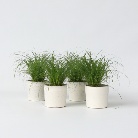 Florastore Kattgräs - Set Om 4 - Cyperus Zumula - Höjd 30-40Cm - ⌀12Cm