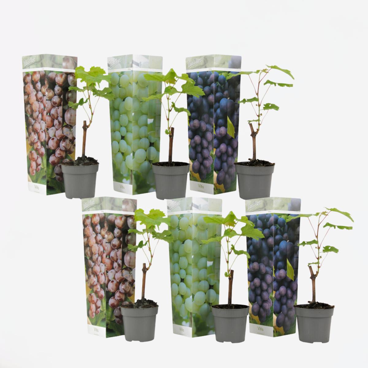 Florastore Druvväxt - Set Om 6 - Vitis Vinifera - Höjd 25-40Cm - ⌀9Cm