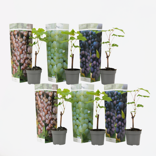 Florastore Druvväxt - Set Om 6 - Vitis Vinifera - Höjd 25-40Cm - ⌀9Cm