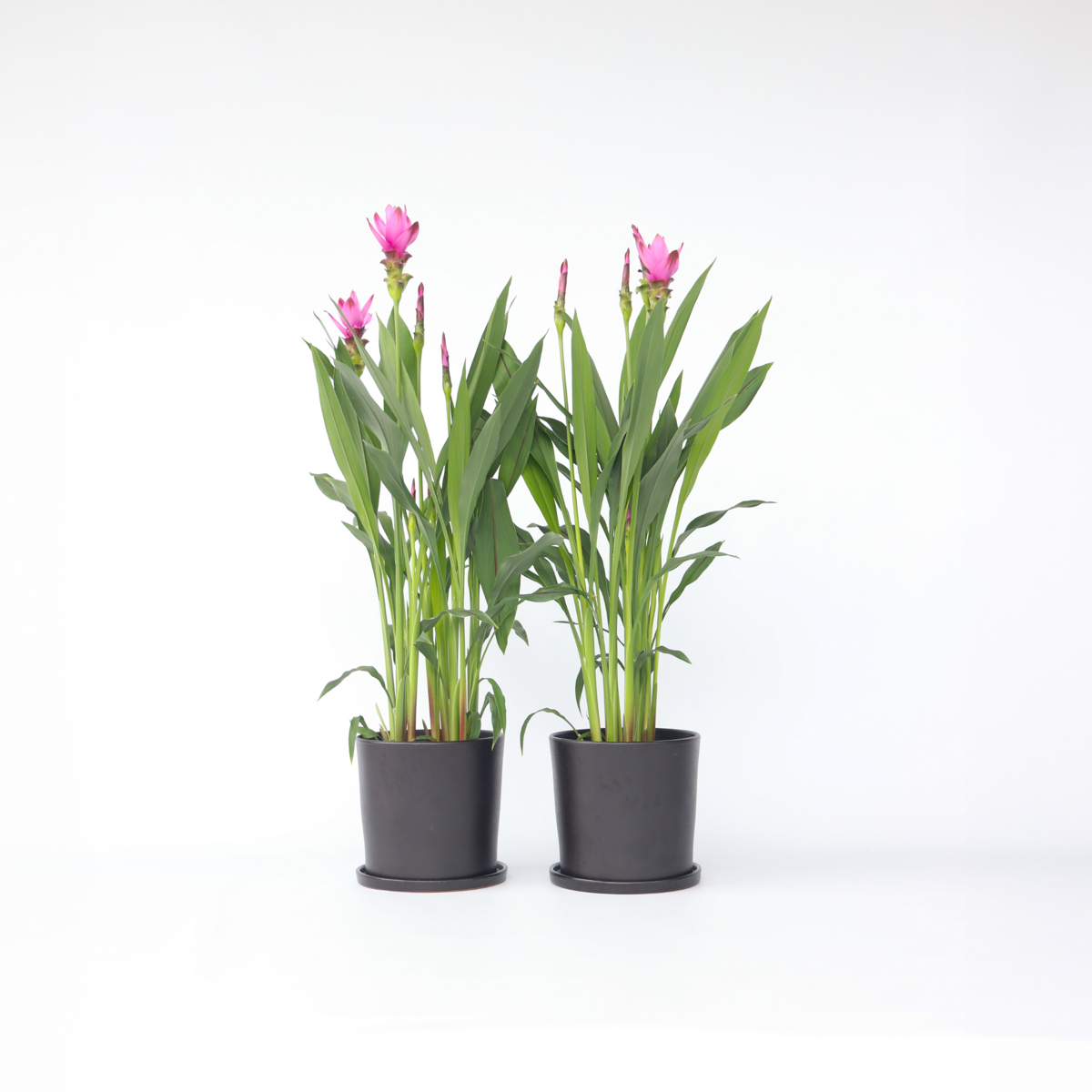 Florastore Siam Tulpan - Set Om 2 - Curcuma 'Siam Supreme' - Höjd 70-90Cm - ⌀19Cm