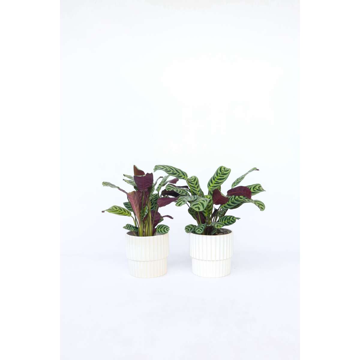 Florastore Fiskbensstenante - Set Om 4 - Ctenanthe 'Burle-Marxii' - Höjd 25-40Cm - ⌀12Cm