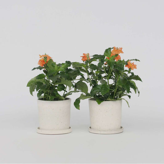 Florastore Fyrverkeri Blomma - Set Om 4 - Crossandra 'Fortuna' - Höjd 20-30Cm - ⌀13Cm