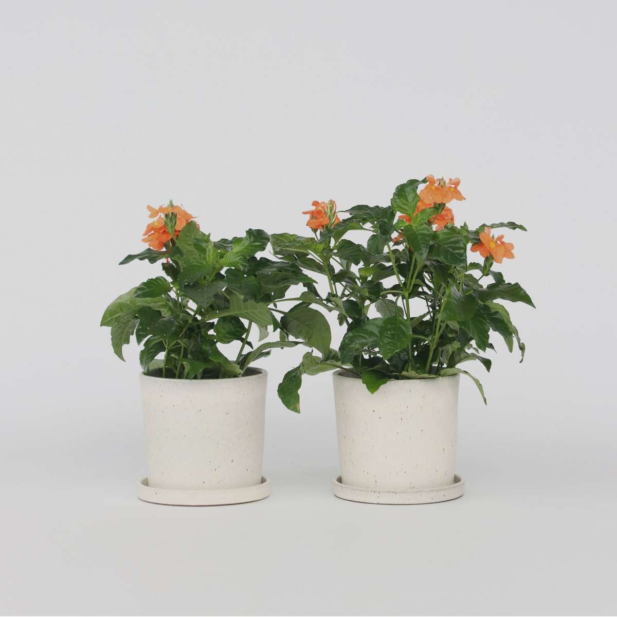 Florastore Fyrverkeri Blomma - Set Om 2 - Crossandra 'Fortuna' - Höjd 20-30Cm - ⌀13Cm