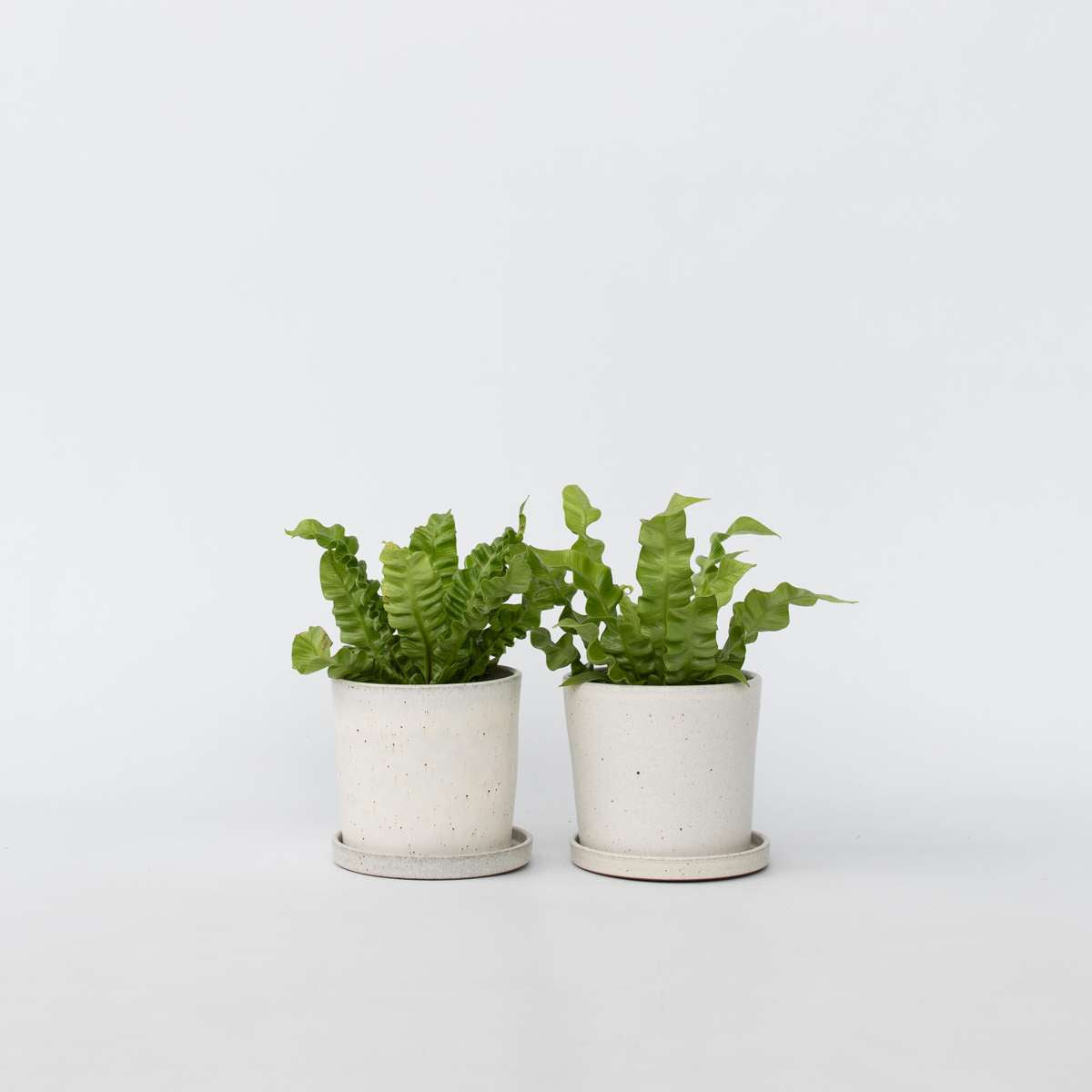 Florastore Fågelbobräken - Set Om 2 - Asplenium Nidus 'Crispy Wave' - Höjd 25-40Cm - ⌀12Cm