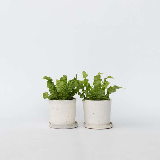 Florastore Fågelbobräken - Set Om 2 - Asplenium Nidus 'Crispy Wave' - Höjd 25-40Cm - ⌀12Cm