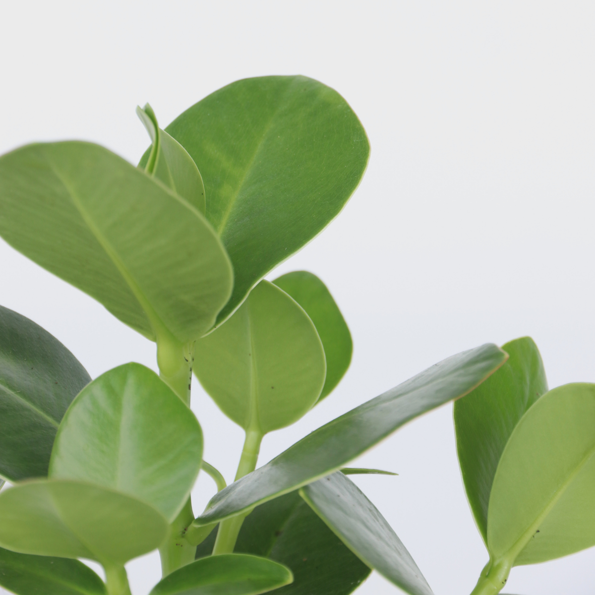 Clusia Narrfikus - Clusia Rosea 'Princess' - Höjd 50-60Cm - ⌀17Cm