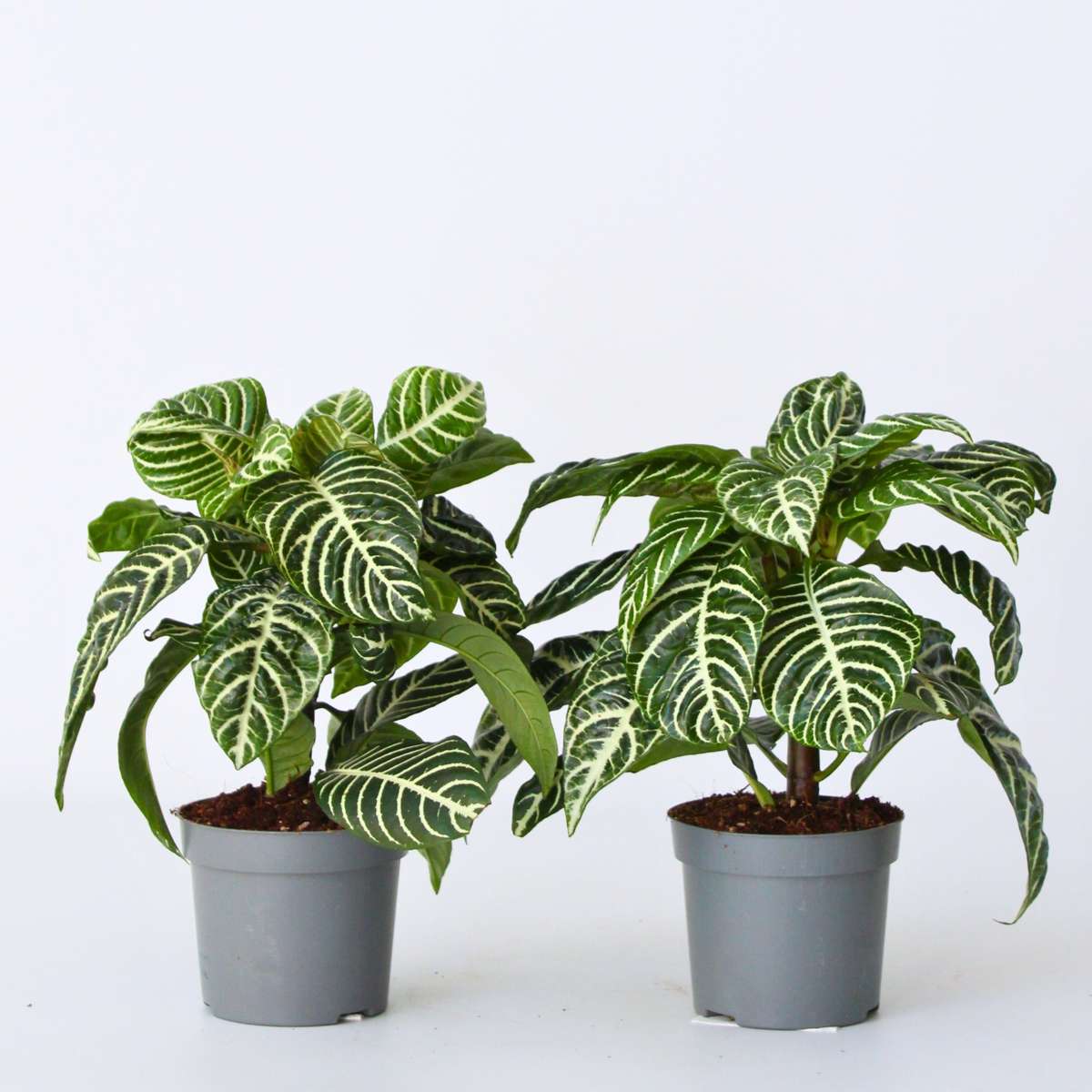 Out Of Category Houseplants Zebraväxt - Set Om 2 - Aphelandra Squarrosa 'Botanica' - Höjd 25-45Cm - ⌀13Cm