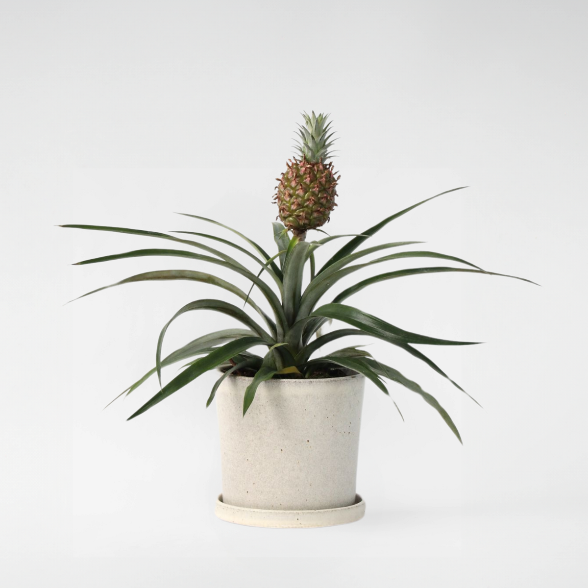 Florastore Ananasväxt - Ananas Comosus 'Mi Amigo' - Höjd 35-45Cm - ⌀12Cm