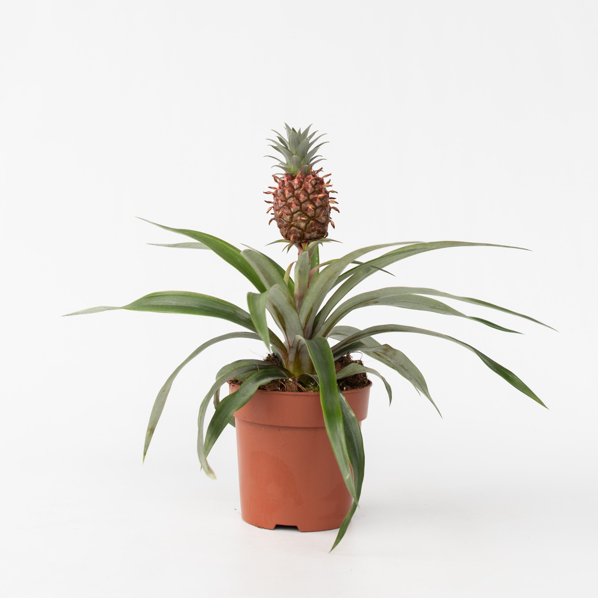 Other Green Houseplants Ananasväxt - Ananas Comosus 'Mi Amigo' - Höjd 35-45Cm - ⌀12Cm