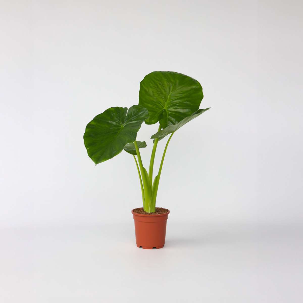 Alocasia Alokasia - Alocasia 'Odora' - Höjd 55-75Cm - ⌀17Cm