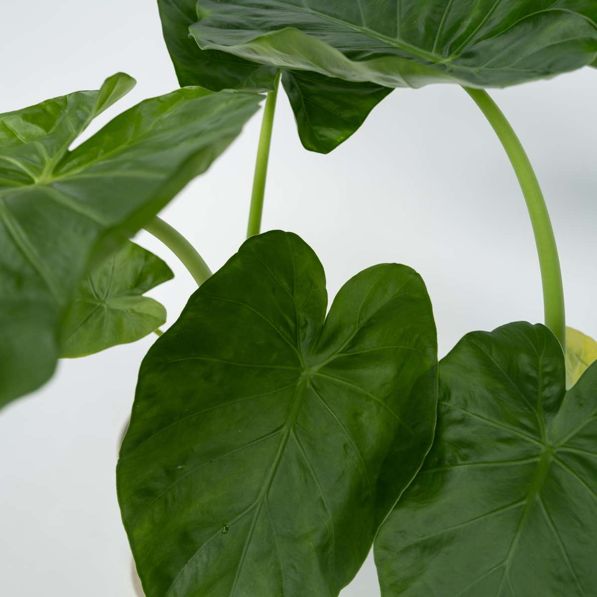 Out Of Category Houseplants Alokasia - Set Om 4 - Alocasia 'Macrorrhizos' - Höjd 60-70Cm - ⌀17Cm