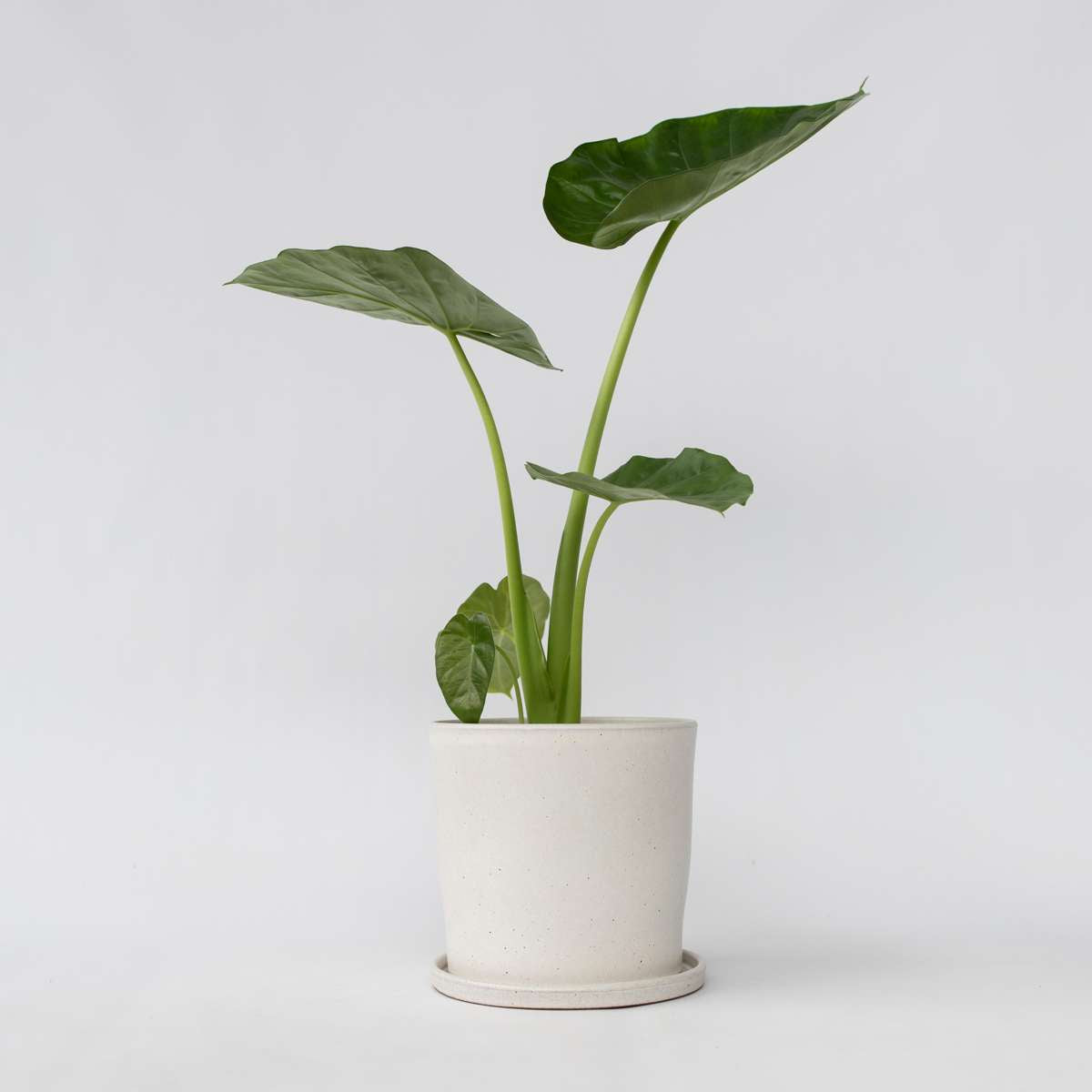 Florastore Alokasia - Alocasia 'Macrorrhizos' - Höjd 60-70Cm - ⌀17Cm
