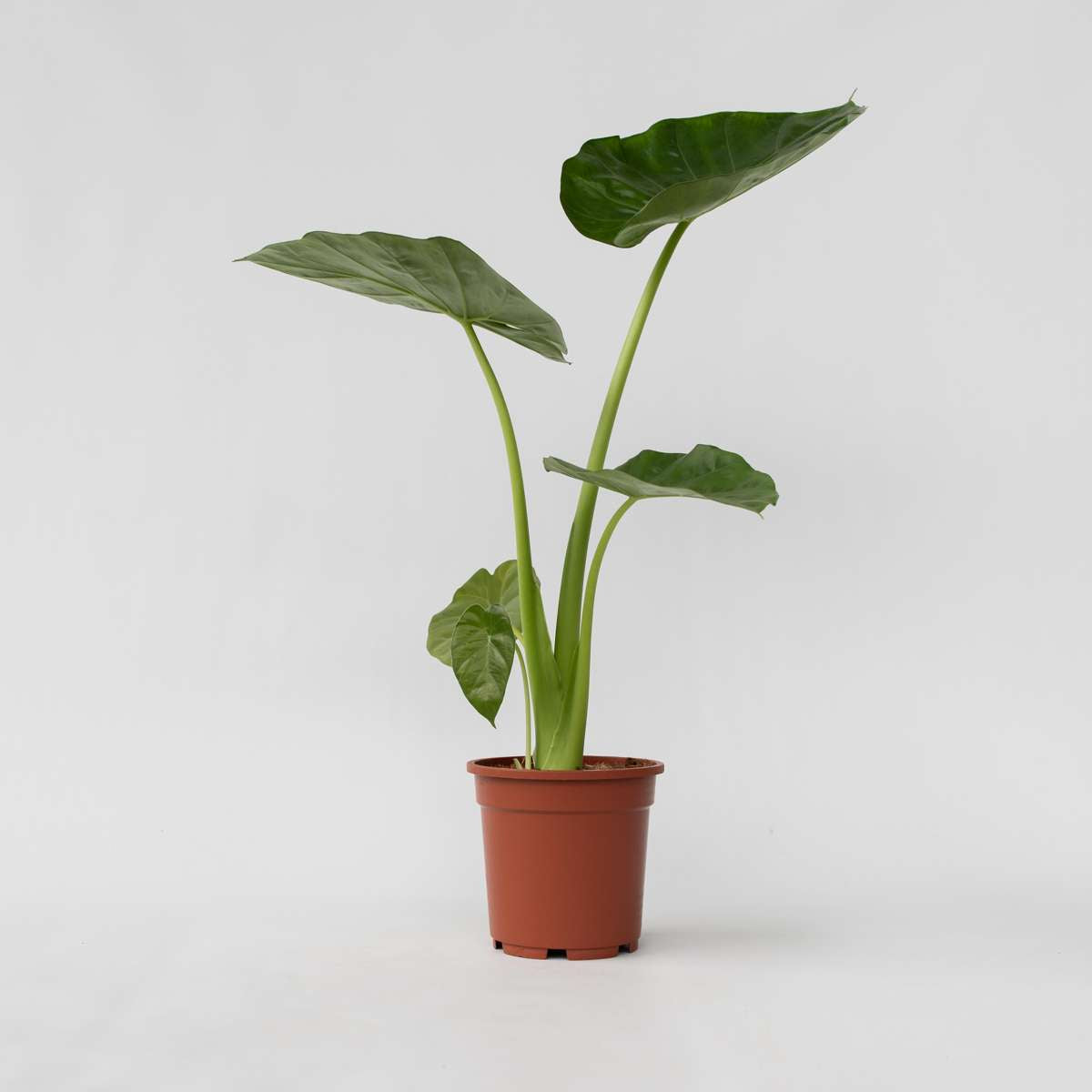 Alocasia Alokasia - Alocasia 'Macrorrhizos' - Höjd 60-70Cm - ⌀17Cm