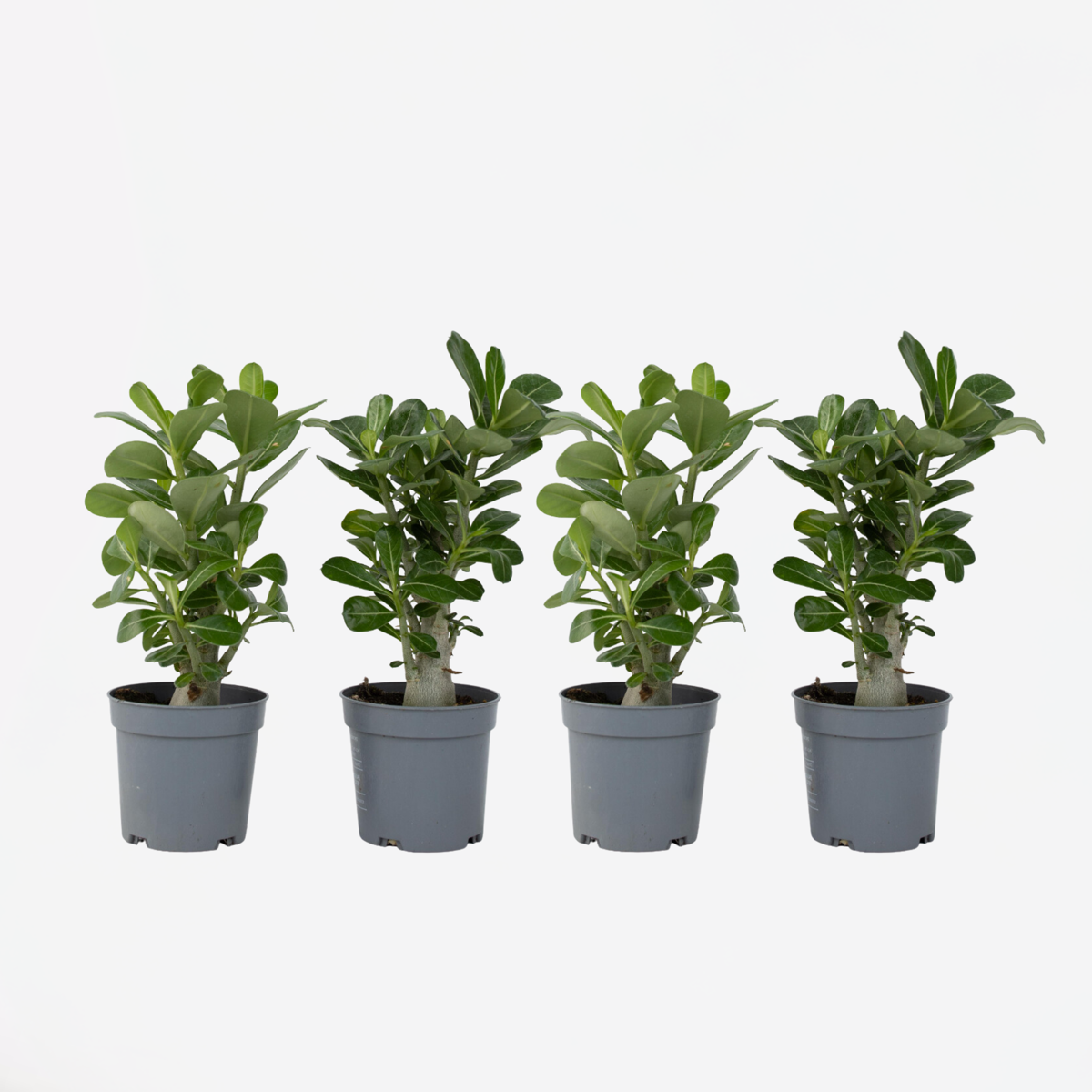 Florastore Ökenros - Set Om 4 - Adenium Obesum - Höjd 25-40Cm - ⌀10,5Cm