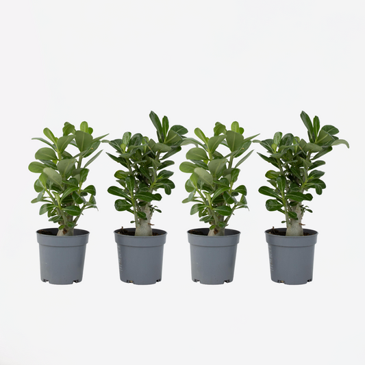 Florastore Ökenros - Set Om 4 - Adenium Obesum - Höjd 25-40Cm - ⌀10,5Cm