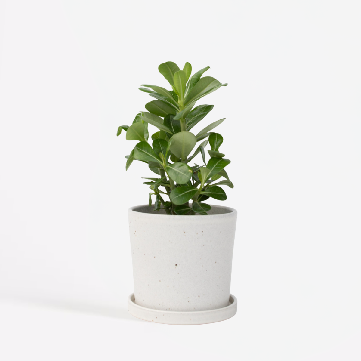 Florastore Ökenros - Adenium Obesum - Höjd 25-40Cm - ⌀10,5Cm