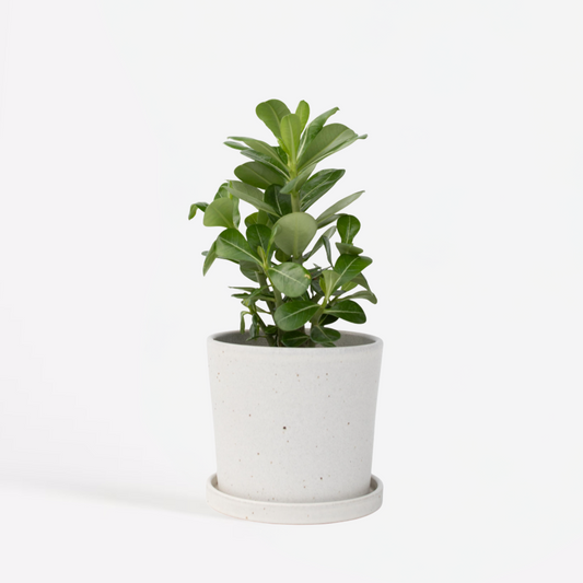 Florastore Ökenros - Adenium Obesum - Höjd 25-40Cm - ⌀10,5Cm
