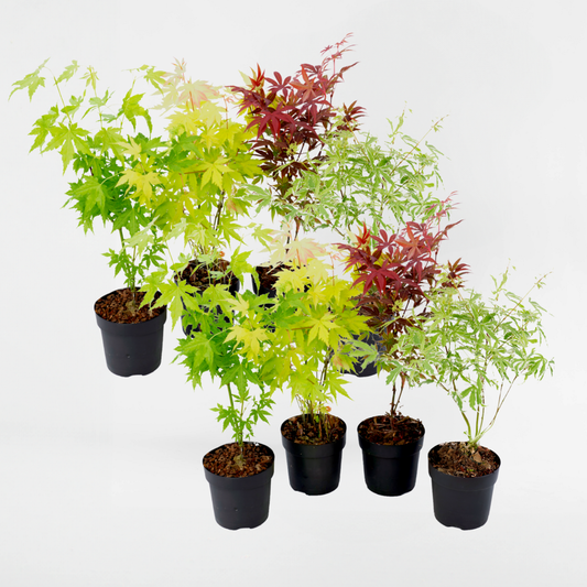 Florastore Japansk Lönn - Set Om 8 - Acer Palmatum - Höjd 25-40Cm - ⌀10,5Cm