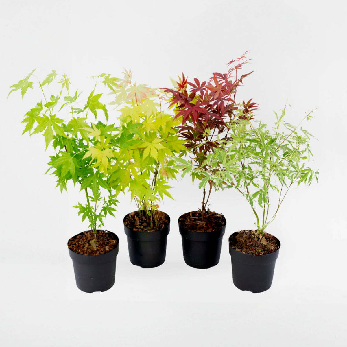 Florastore Japansk Lönn - Set Om 4 - Acer Palmatum - Höjd 25-40Cm - ⌀10,5Cm