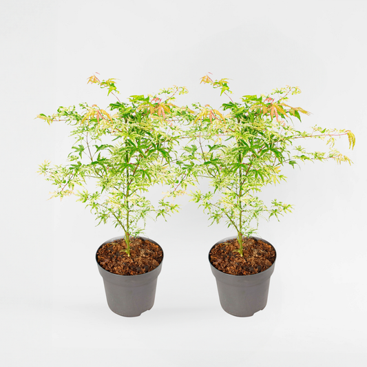 Florastore Japansk Lönn - Set Om 2 - Acer Palmatum 'Orange Dream' - Höjd 60-70Cm - ⌀19Cm