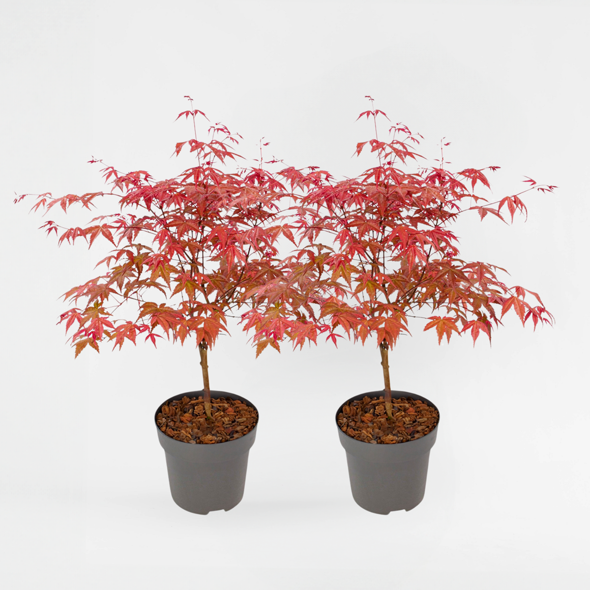 Florastore Japansk Lönn - Set Om 2 - Acer Palmatum 'Beni Maiko' - Höjd 60-70Cm - ⌀19Cm