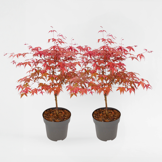 Florastore Japansk Lönn - Set Om 2 - Acer Palmatum 'Beni Maiko' - Höjd 60-70Cm - ⌀19Cm