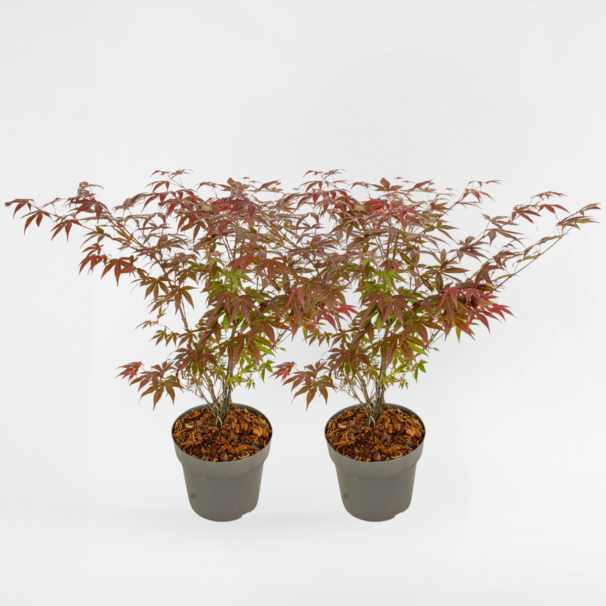 Florastore Japansk Lönn - Set Om 2 - Acer Palmatum 'Atropurpureum' - Höjd 60-70Cm - ⌀19Cm