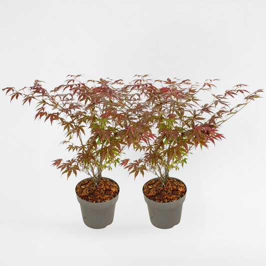 Florastore Japansk Lönn - Set Om 2 - Acer Palmatum 'Atropurpureum' - Höjd 60-70Cm - ⌀19Cm