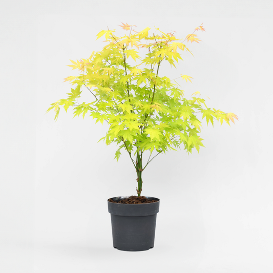 Florastore Japansk Lönn - Acer Palmatum 'Orange Dream' - Höjd 60-70Cm - ⌀19Cm