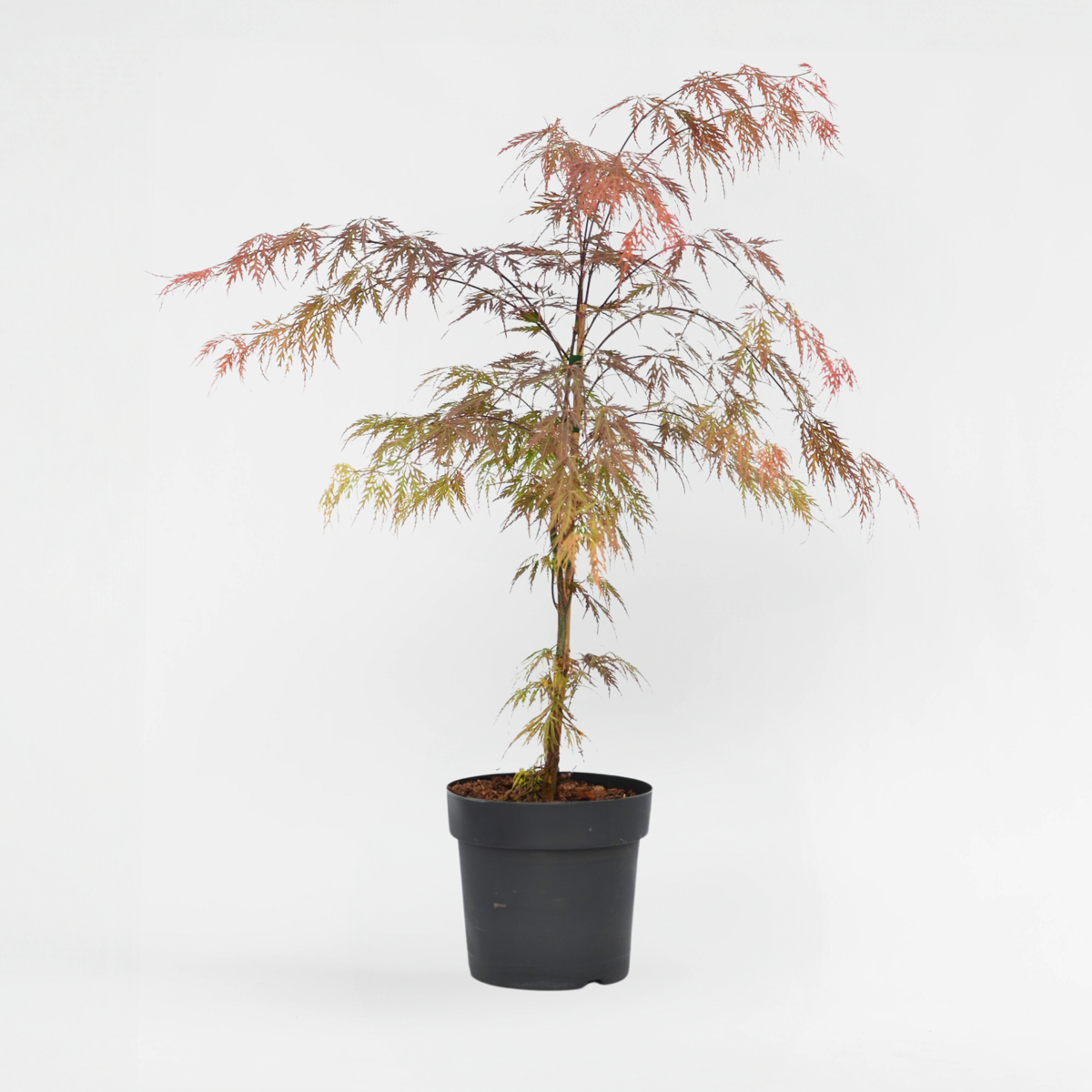 Florastore Japansk Lönn - Acer Palmatum 'Atropurpureum' - Höjd 60-70Cm - ⌀19Cm
