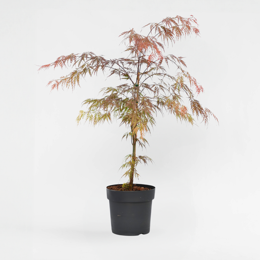 Florastore Japansk Lönn - Acer Palmatum 'Atropurpureum' - Höjd 60-70Cm - ⌀19Cm