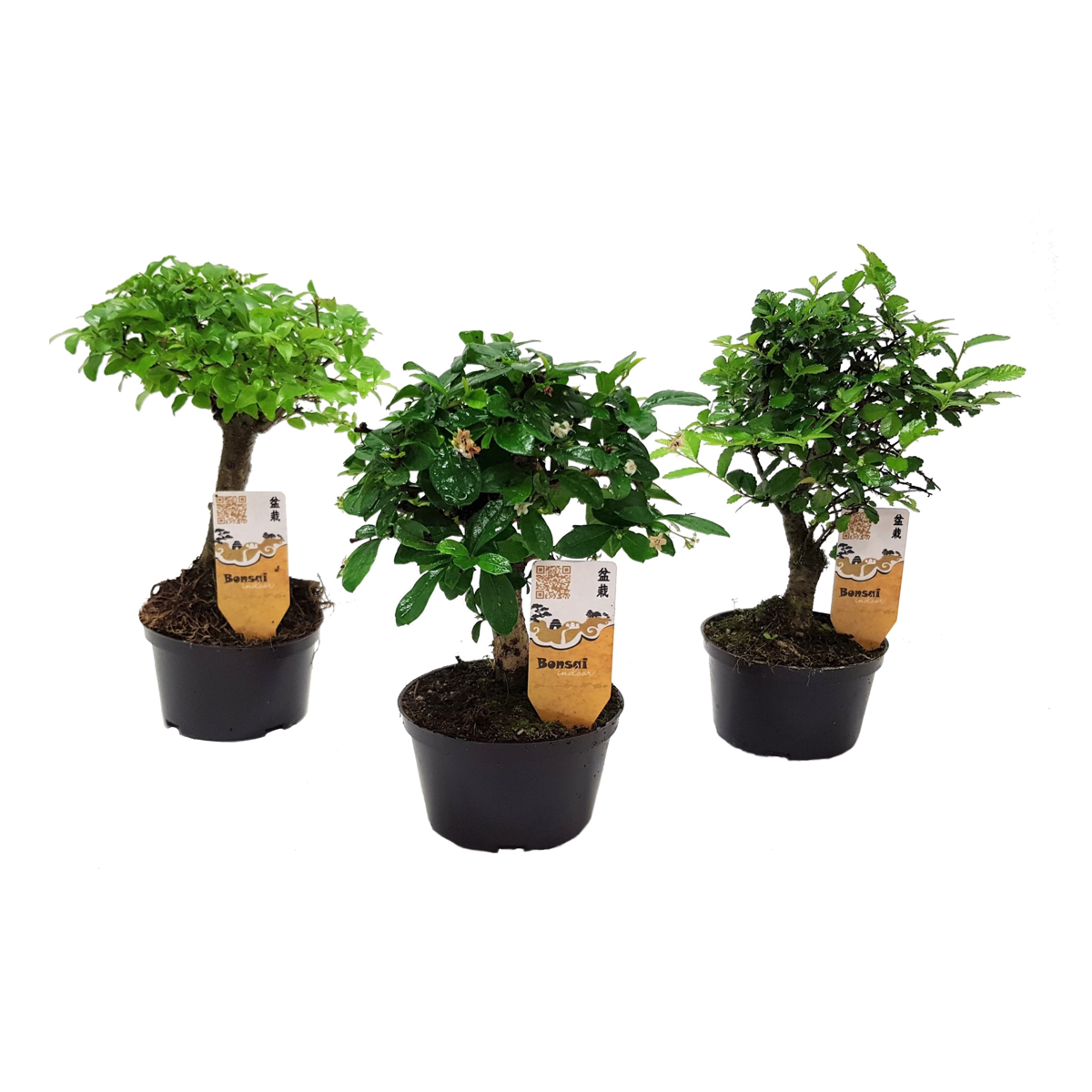 Florastore Bonsaiträd - Set Om 3 - Bonsai - Höjd 20-30Cm - ⌀9,5Cm