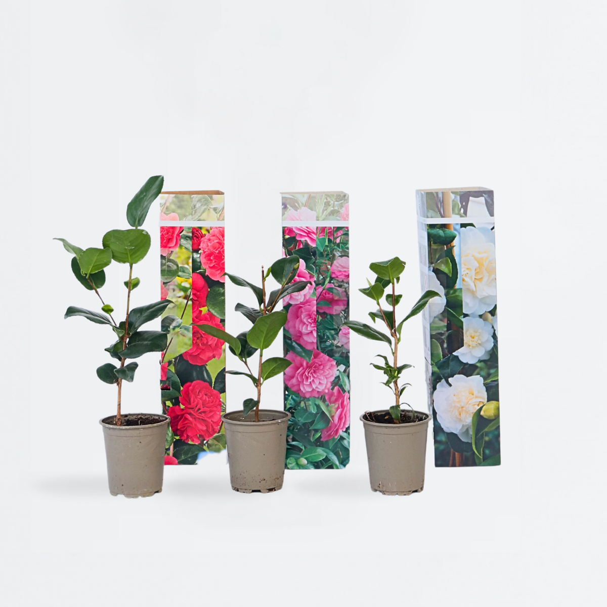 Florastore Japansk Ros - Set Om 3 - Camellia Japonica - Höjd 25-40Cm - ⌀9Cm