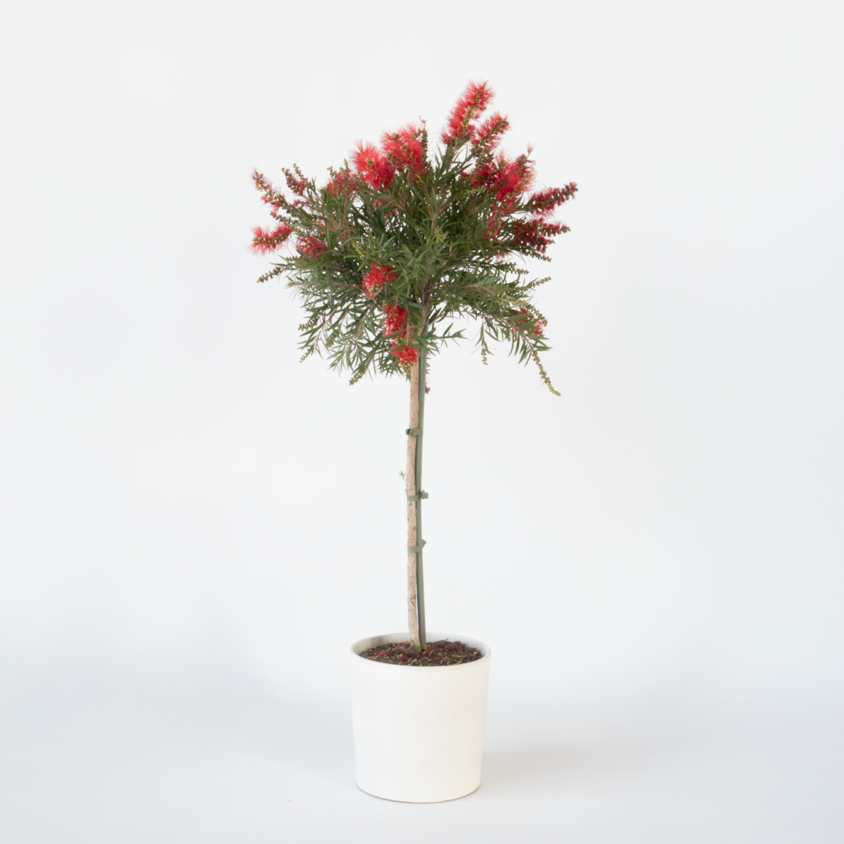 Florastore Flaskborste - Callistemon Citrinus 'Splendens' - Höjd 90-110Cm - ⌀21Cm