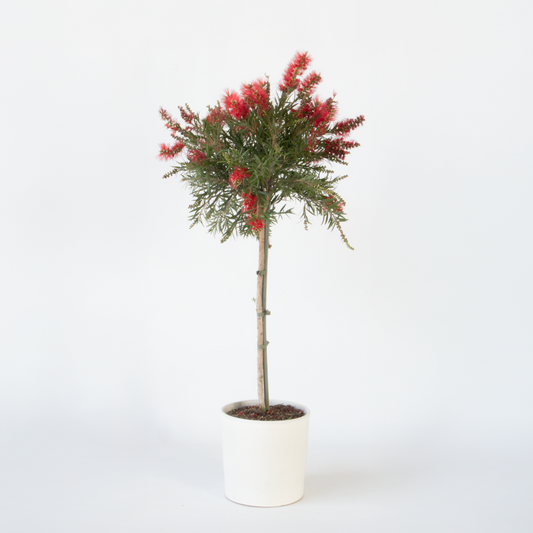 Florastore Flaskborste - Callistemon Citrinus 'Splendens' - Höjd 90-110Cm - ⌀21Cm
