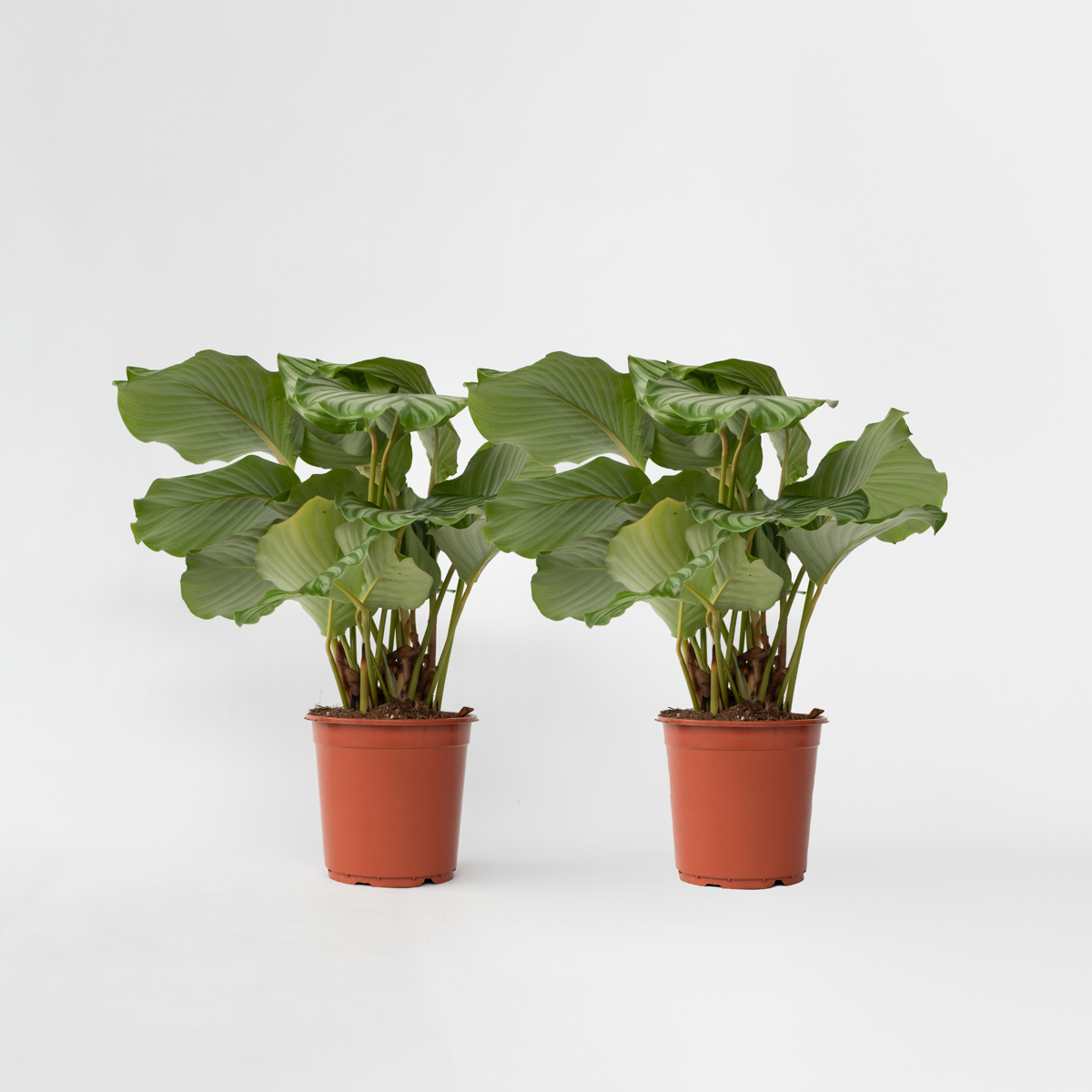 Calathea Påfågelväxt - Kalatea - Set Om 2 - Calathea 'Orbifolia' - Höjd 55-60Cm - ⌀21Cm