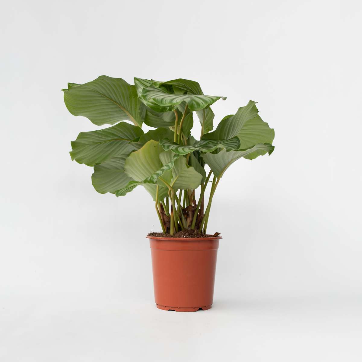 Calathea Påfågelväxt - Kalatea - Calathea 'Orbifolia' - Höjd 55-60Cm - ⌀21Cm