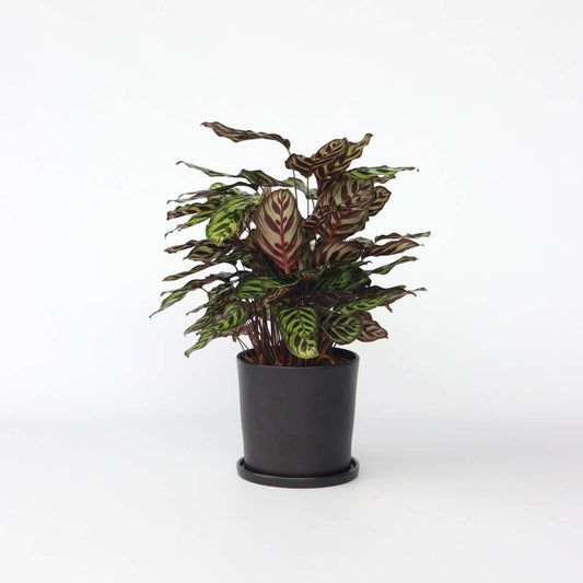 Florastore Påfågelväxt - Kalatea - Calathea 'Makoyana' - Höjd 60-70Cm - ⌀21Cm