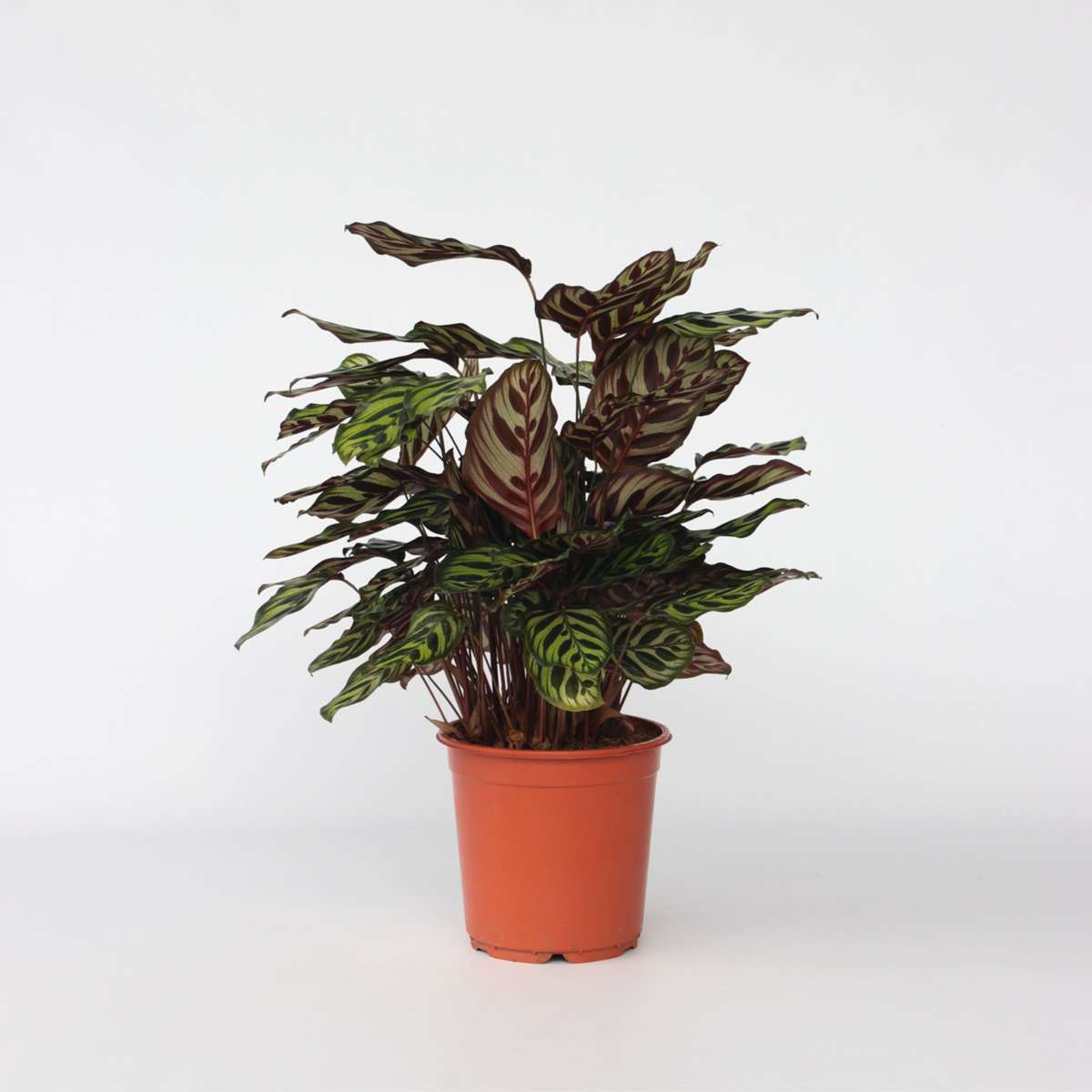 Calathea Påfågelväxt - Kalatea - Calathea 'Makoyana' - Höjd 60-70Cm - ⌀21Cm