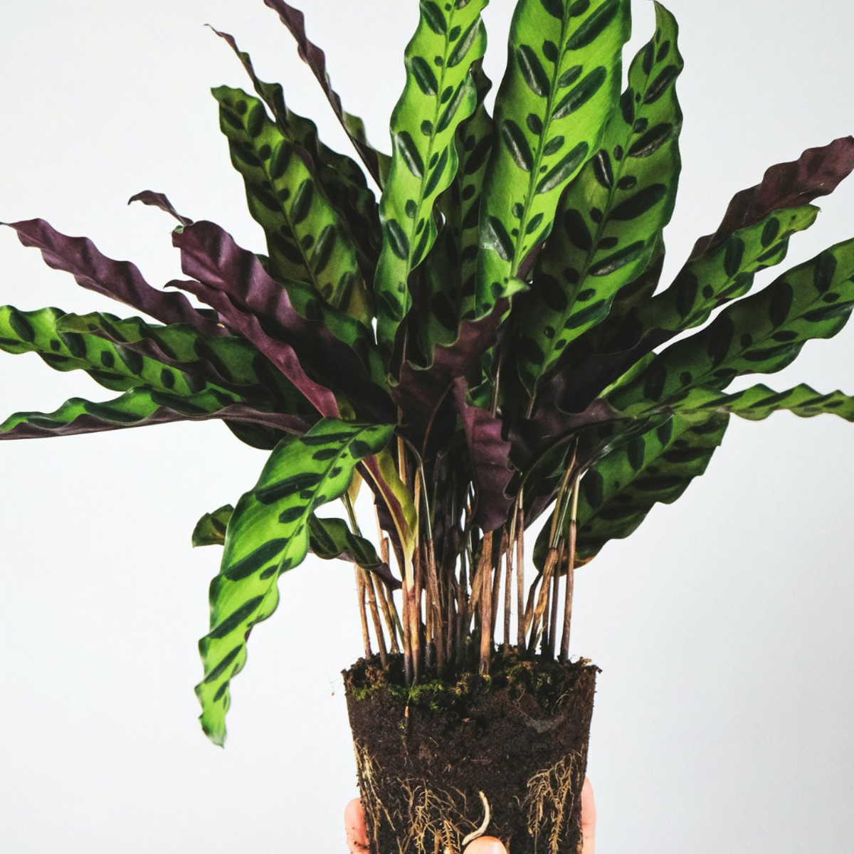 Calathea Påfågelväxt - Kalatea - Goeppertia Insignis - Höjd 30-40Cm - ⌀12Cm