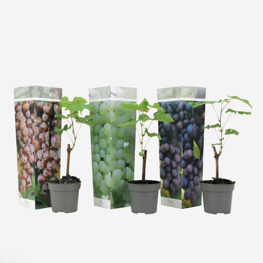 Florastore Druvväxt - Set Om 3 - Vitis Vinifera - Höjd 25-40Cm - ⌀9Cm