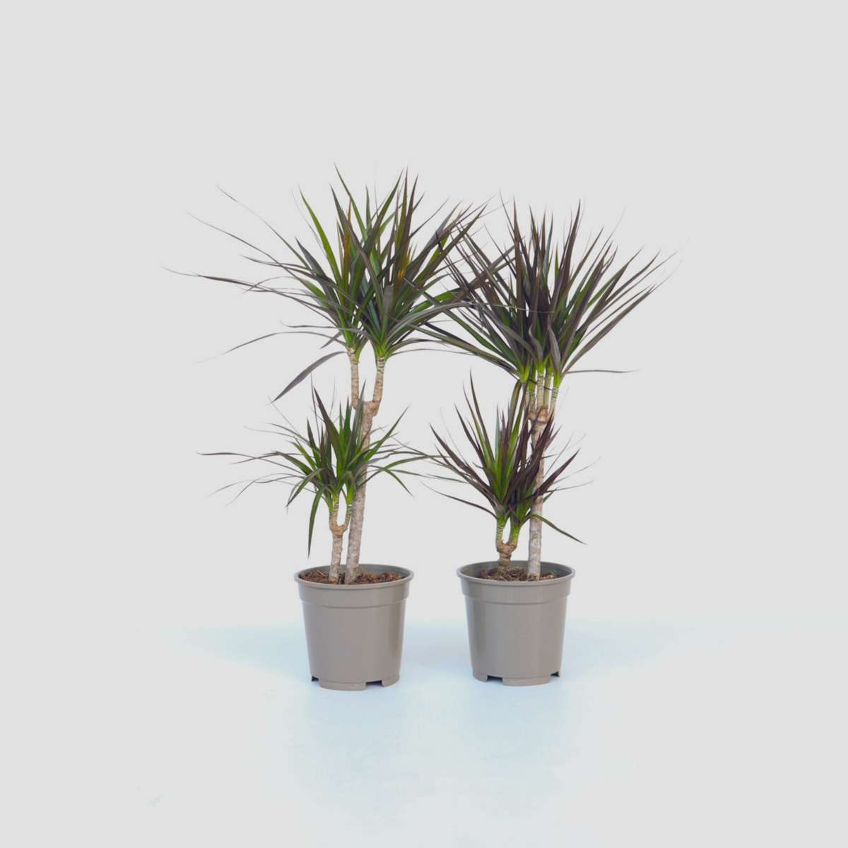 Out Of Category Houseplants Banddracena - Set Om 4 - Dracaena Marginata - Höjd 70-80Cm - ⌀17Cm